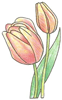 How to Draw a Tulip