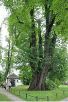 4-linden-tree_210