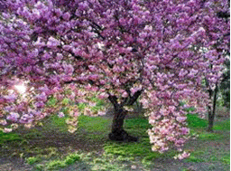 7-cherry-tree-in-spring_256