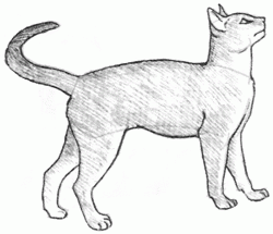 abyssinian-8_250