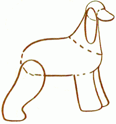 afghan-borzoi-2_250