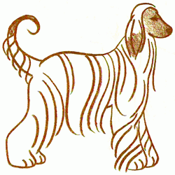 afghan-borzoi-4_250