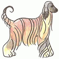 afghan-borzoi-5_250_01