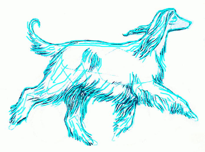 afghan-borzoi-6_695