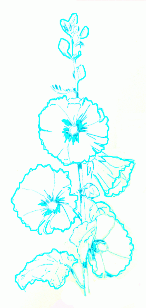 althaea-3_1051