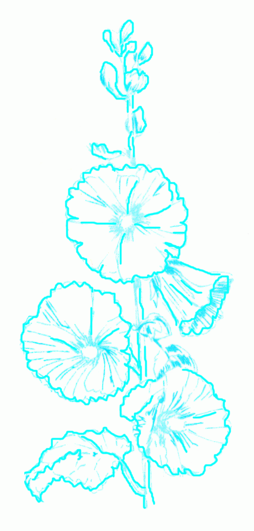 althaea-4_1046