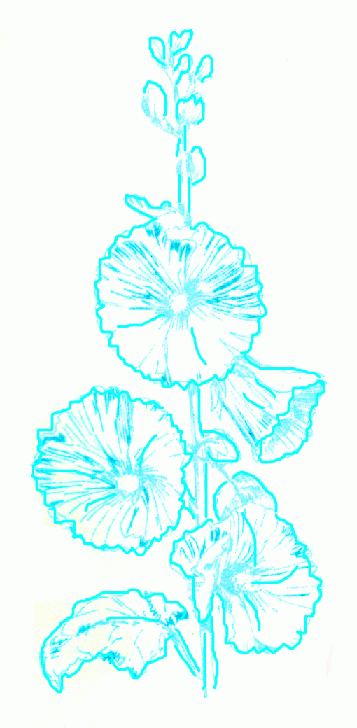 althaea-5_1040