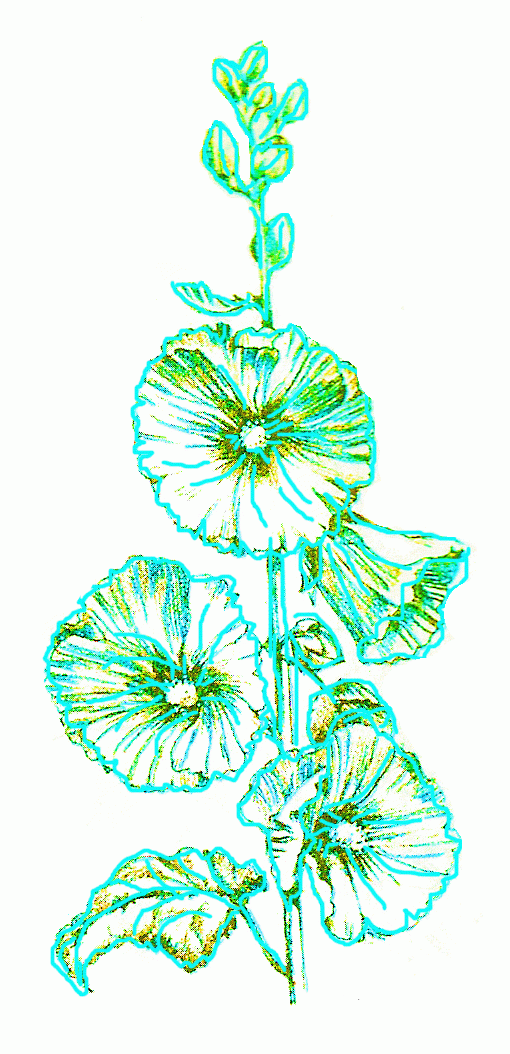 althaea-6_1054