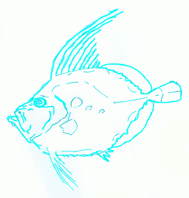 american-sunfish-4_783