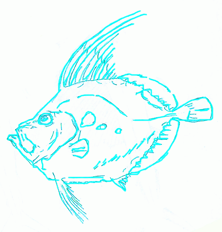 american-sunfish-5_776