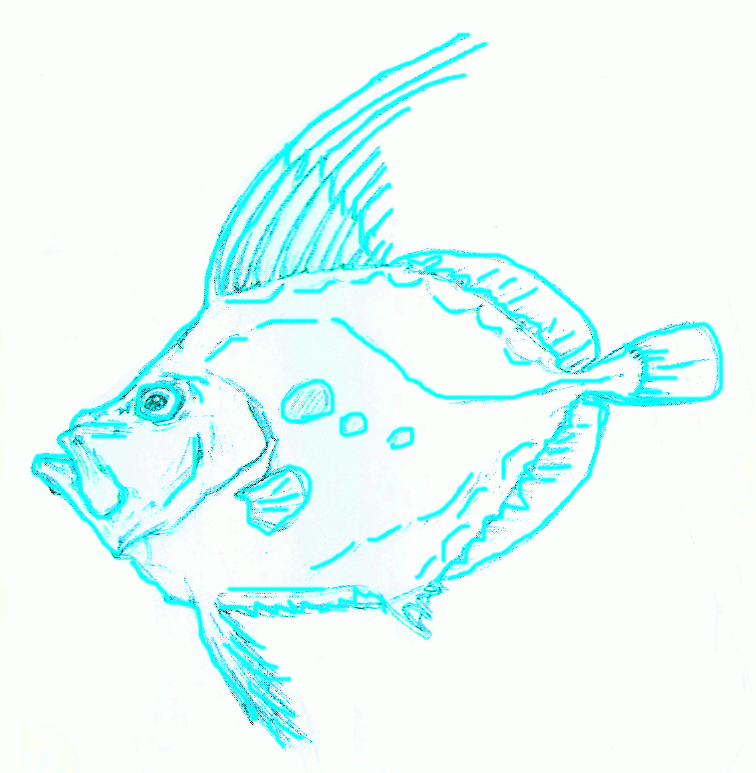 american-sunfish-6_773