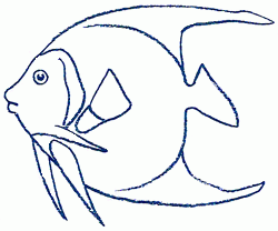 angelfish-5_250_01