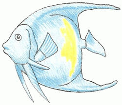 angelfish-6_250