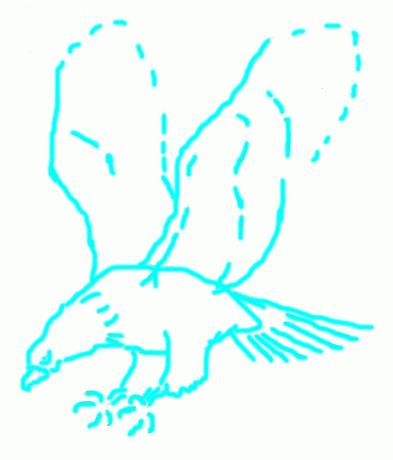 bald-eagle-4_667