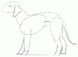 bedlington-terrier-5_250