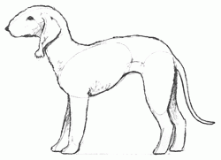 bedlington-terrier-6_250