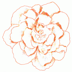 begonia-5_250