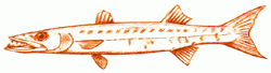 big-barracuda-8_250