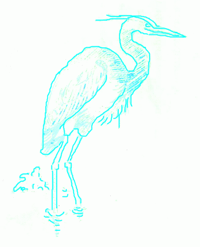 big-blue-heron-7_814