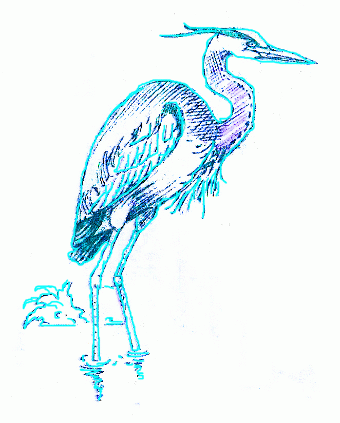 big-blue-heron-8_824