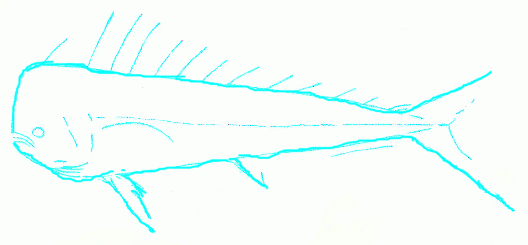 big-dolphinfish-3_1070
