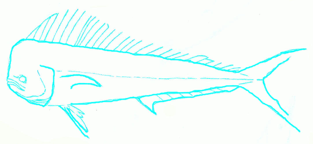 big-dolphinfish-4_1083