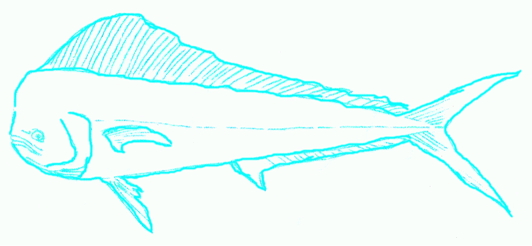 big-dolphinfish-5_1088