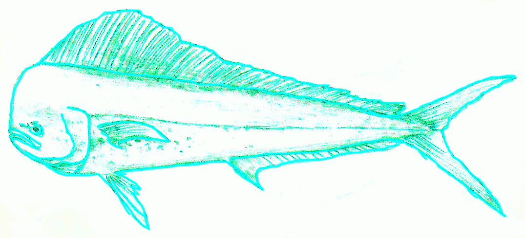 big-dolphinfish-6_1075