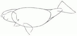 biskayan-right-whale-3_250
