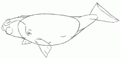 biskayan-right-whale-4_250