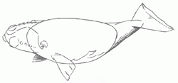 biskayan-right-whale-5_250