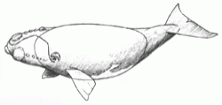 biskayan-right-whale-6_250