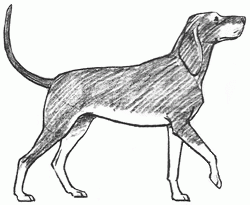 black_coonhound_6_250_01