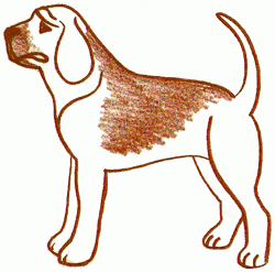 bloodhound-4_250_02