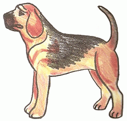 bloodhound-5_250_02