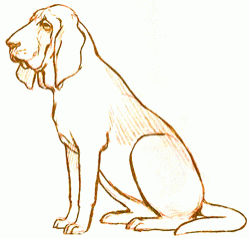 bloodhound-6_250