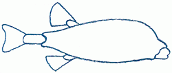 blue-boxfish-3_250_01