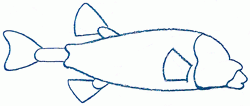 blue-boxfish-4_250
