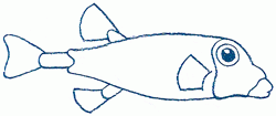 blue-boxfish-5_250_01