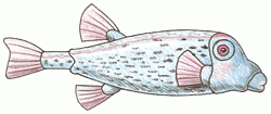 blue-boxfish-6_250_01