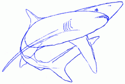 blue-shark-6_250