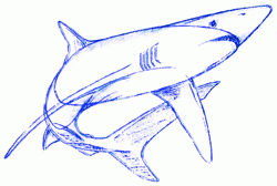 blue-shark-8_250