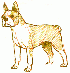 boston-terrier-6_250