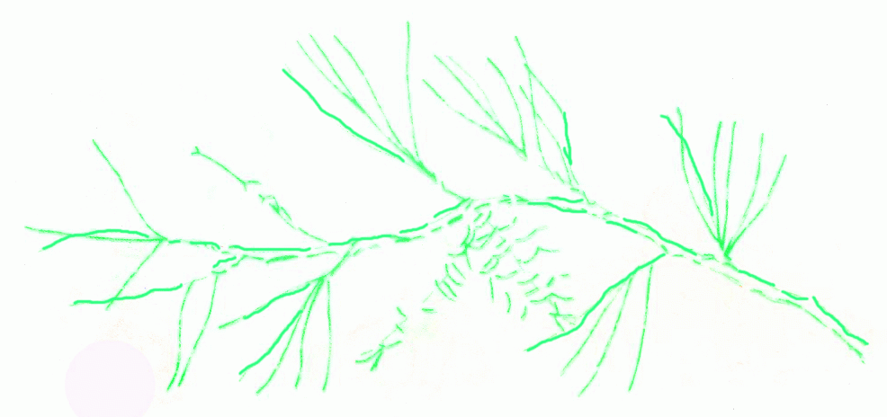branch-of-gray-leaf-pine-2_986