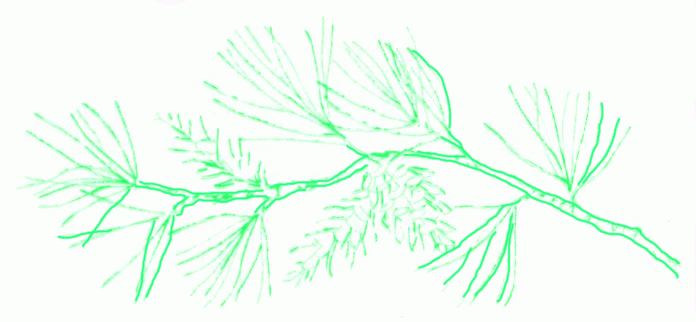 branch-of-gray-leaf-pine-3_992
