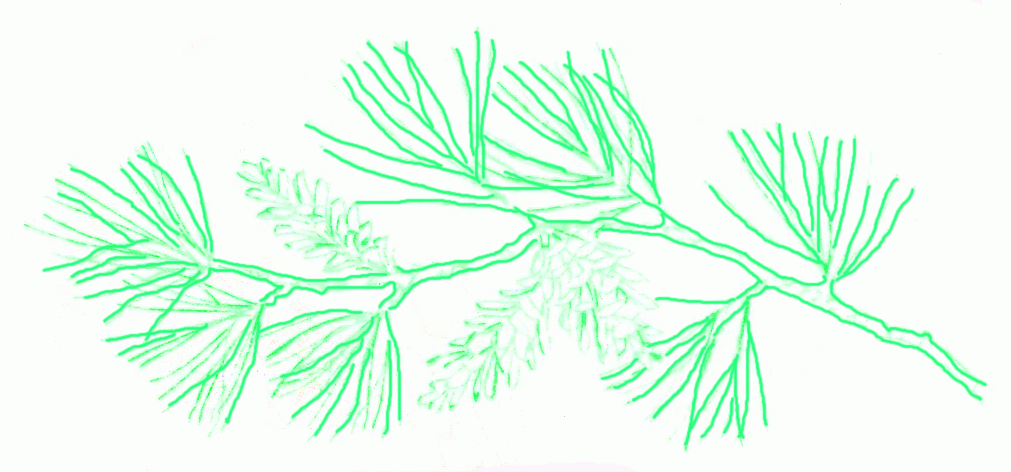 branch-of-gray-leaf-pine-4_1011