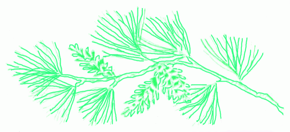 branch-of-gray-leaf-pine-5_1005
