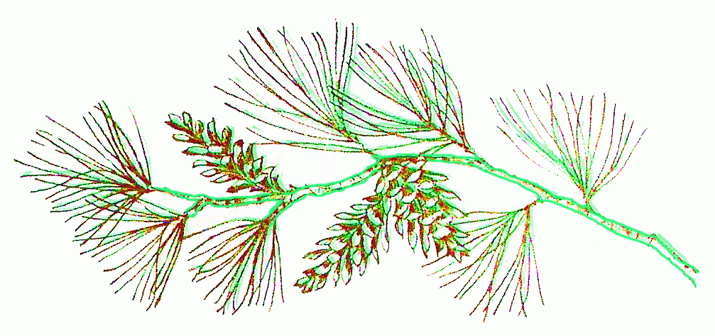 branch-of-gray-leaf-pine-6_1007