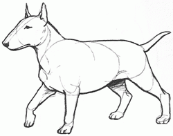bull-terrier-6_250