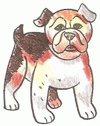 bulldog-5_250